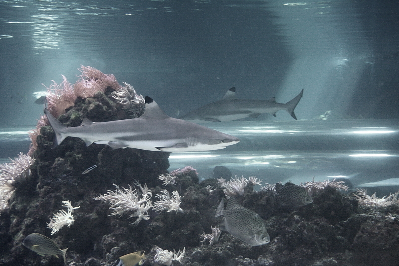 Killikus&reg; Fotographie